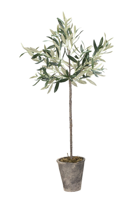 Flora Olive tree 73 cm.