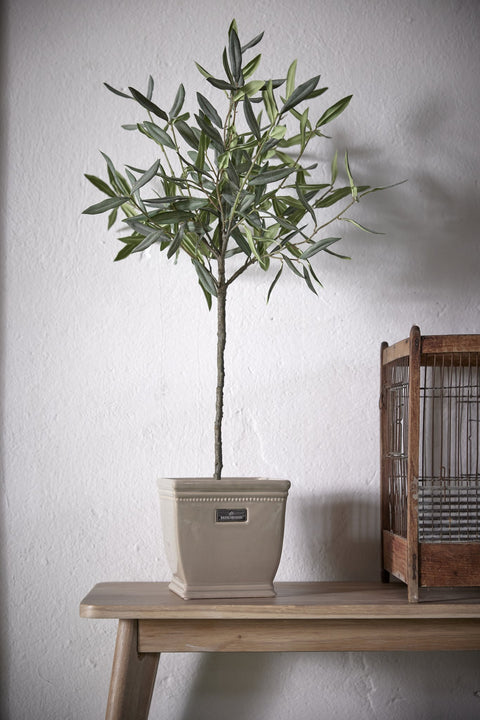 Flora Olive tree 73 cm.
