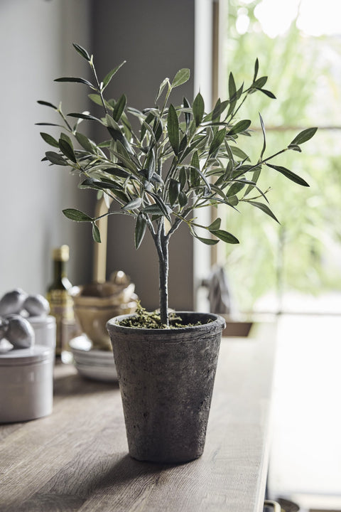 Flora Olive tree 44 cm.