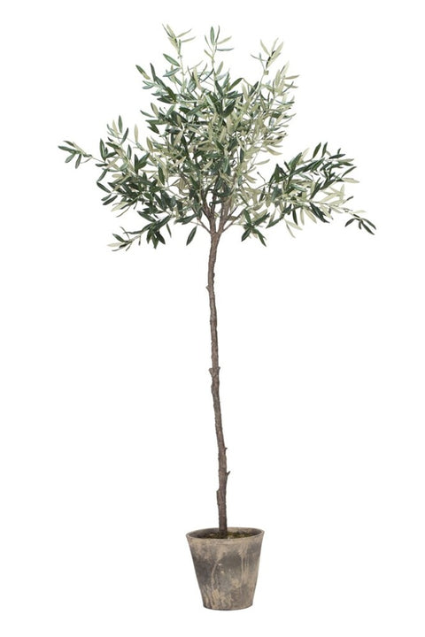 Flora olive tree 160 cm.