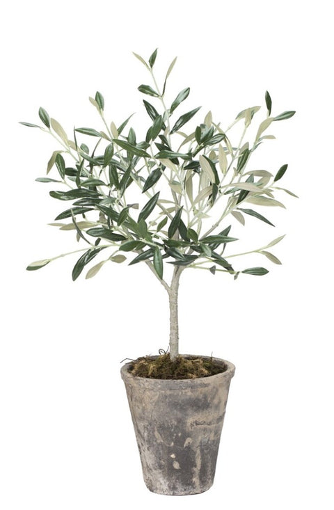 Flora olive tree 44 cm.