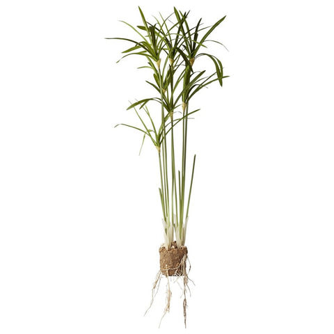 Flora papyrus 79 cm.