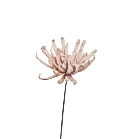 Happia foam flower rose H25 cm