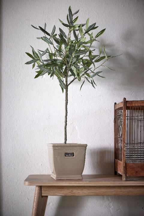 Flora olive tree 73 cm.