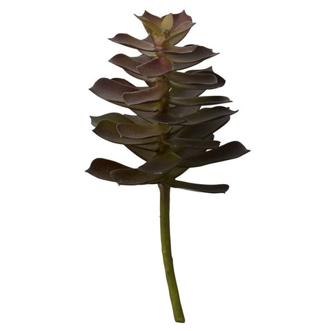 Flora succulent 18 cm.