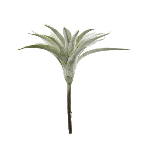 Flora succulent 13 cm.