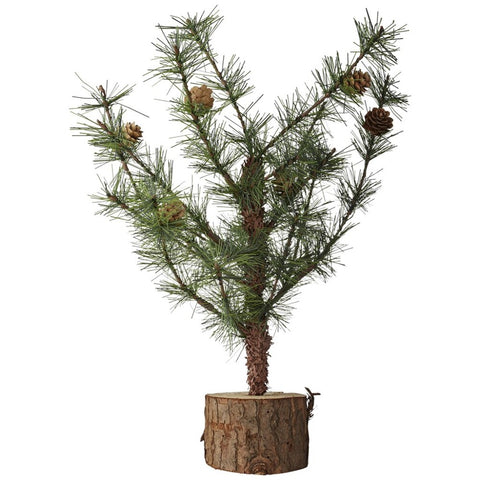 Pinea pine 42 cm.