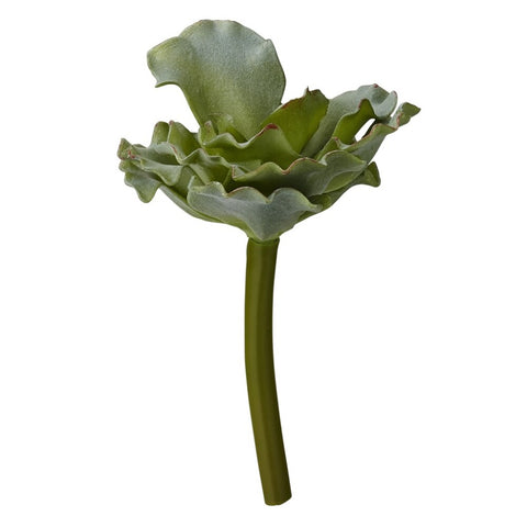 Flora succulent 13 cm.